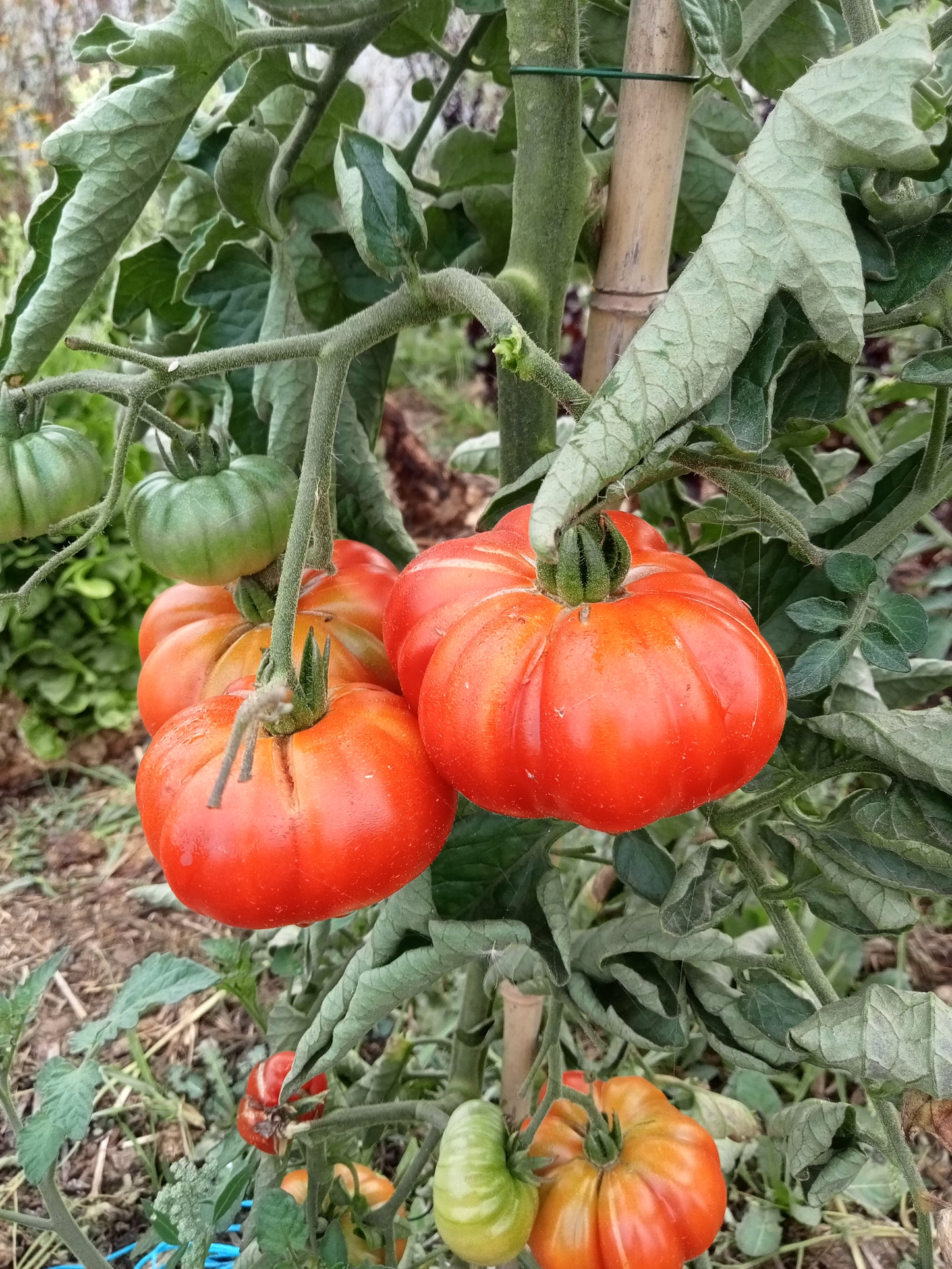 Tomate Calabash rouge