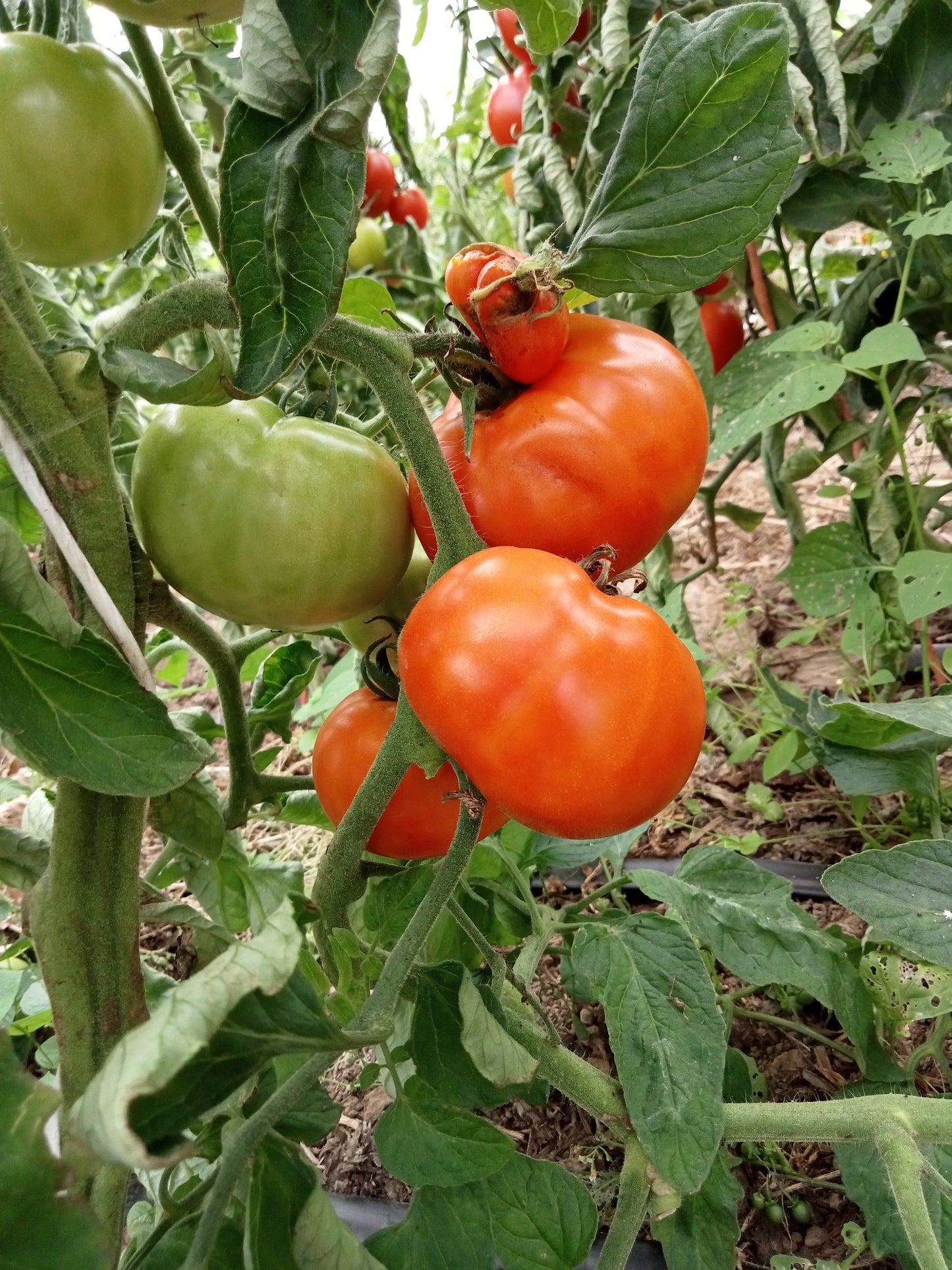 Tomate Carotina