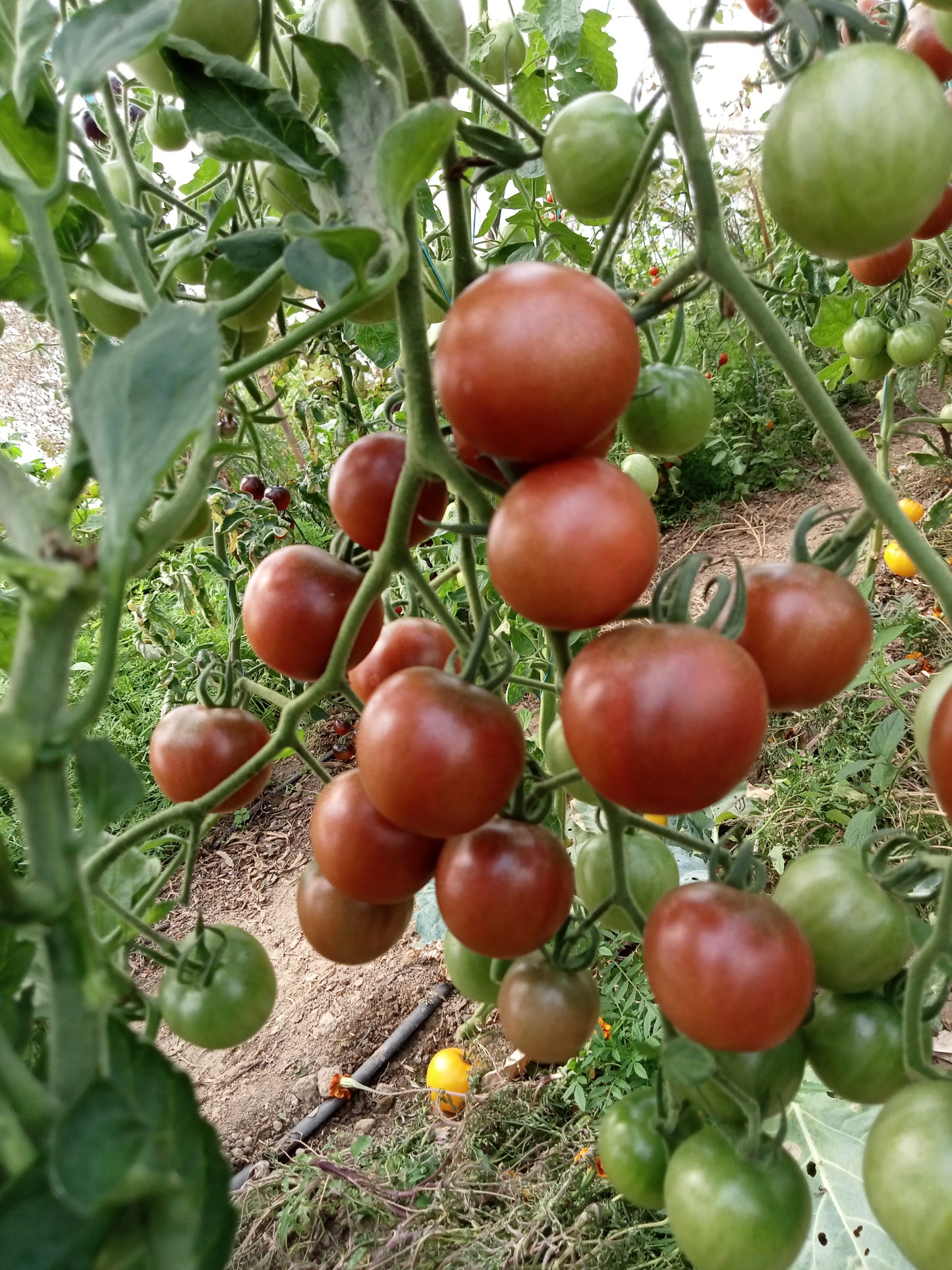 Tomate Cerise Black cherry
