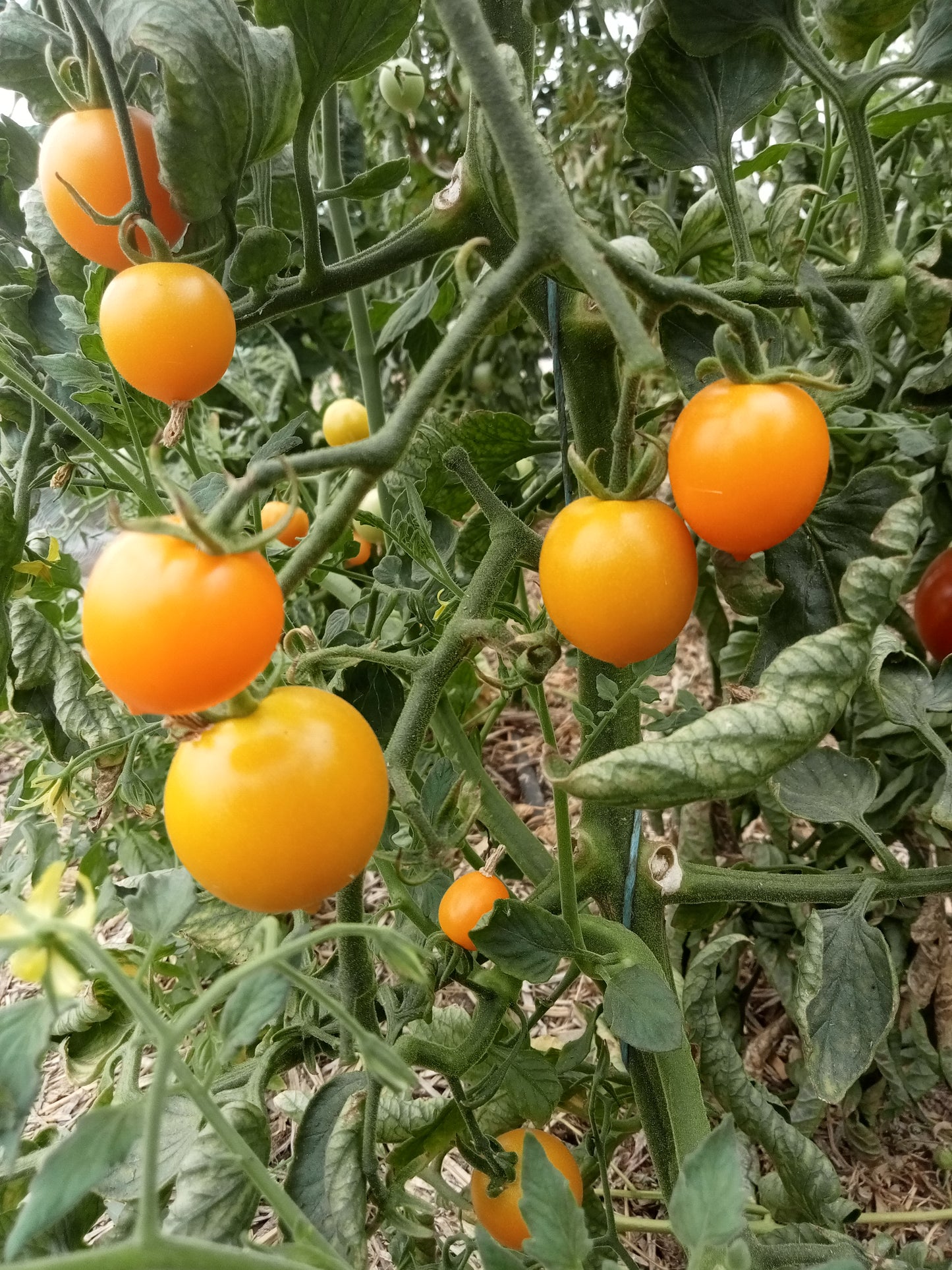 Tomate Cerise Figiel