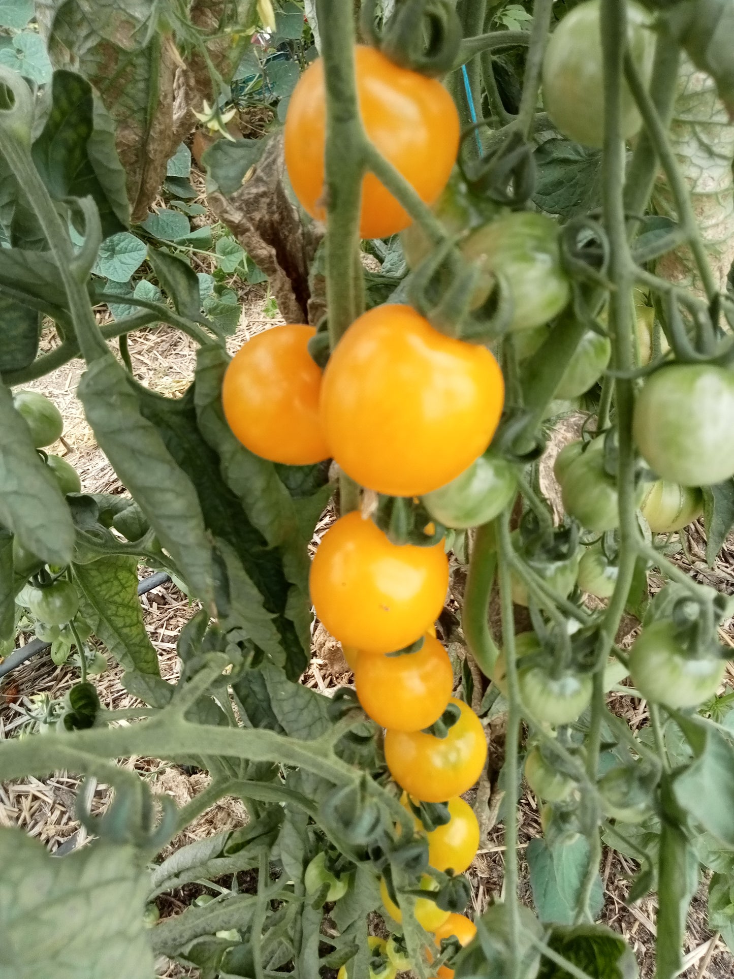 Tomate Cerise Goldkrone