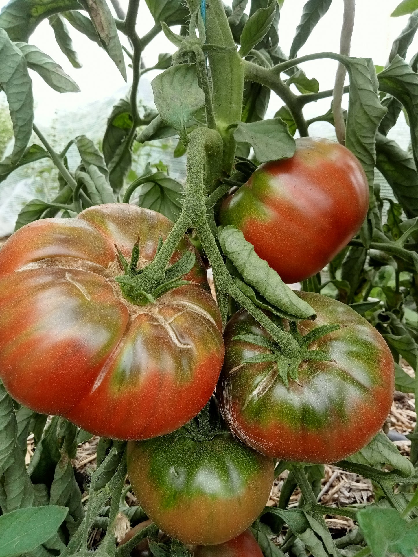 Tomate Charbonnière noire