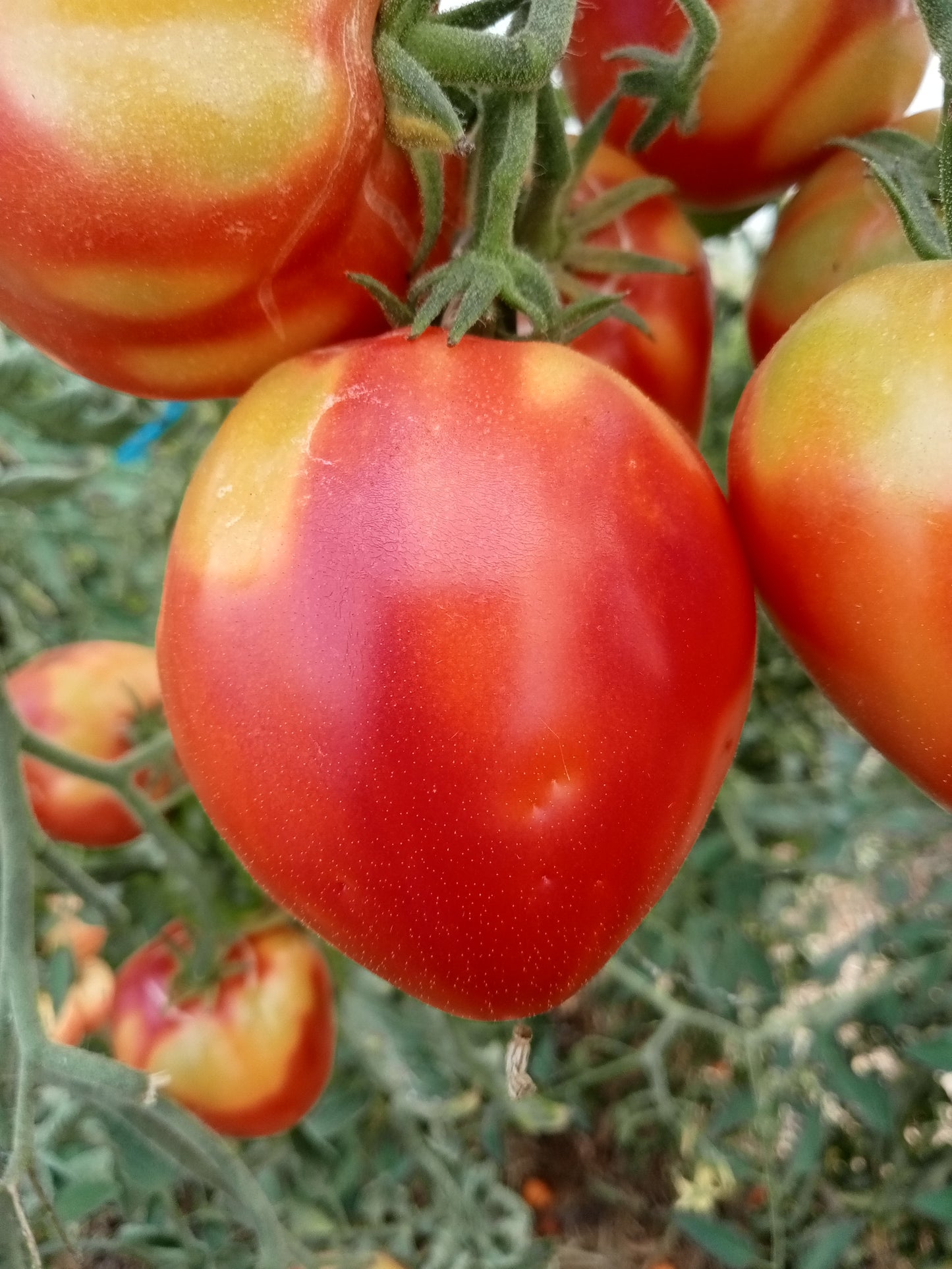 Tomate Coeur de boeuf rose