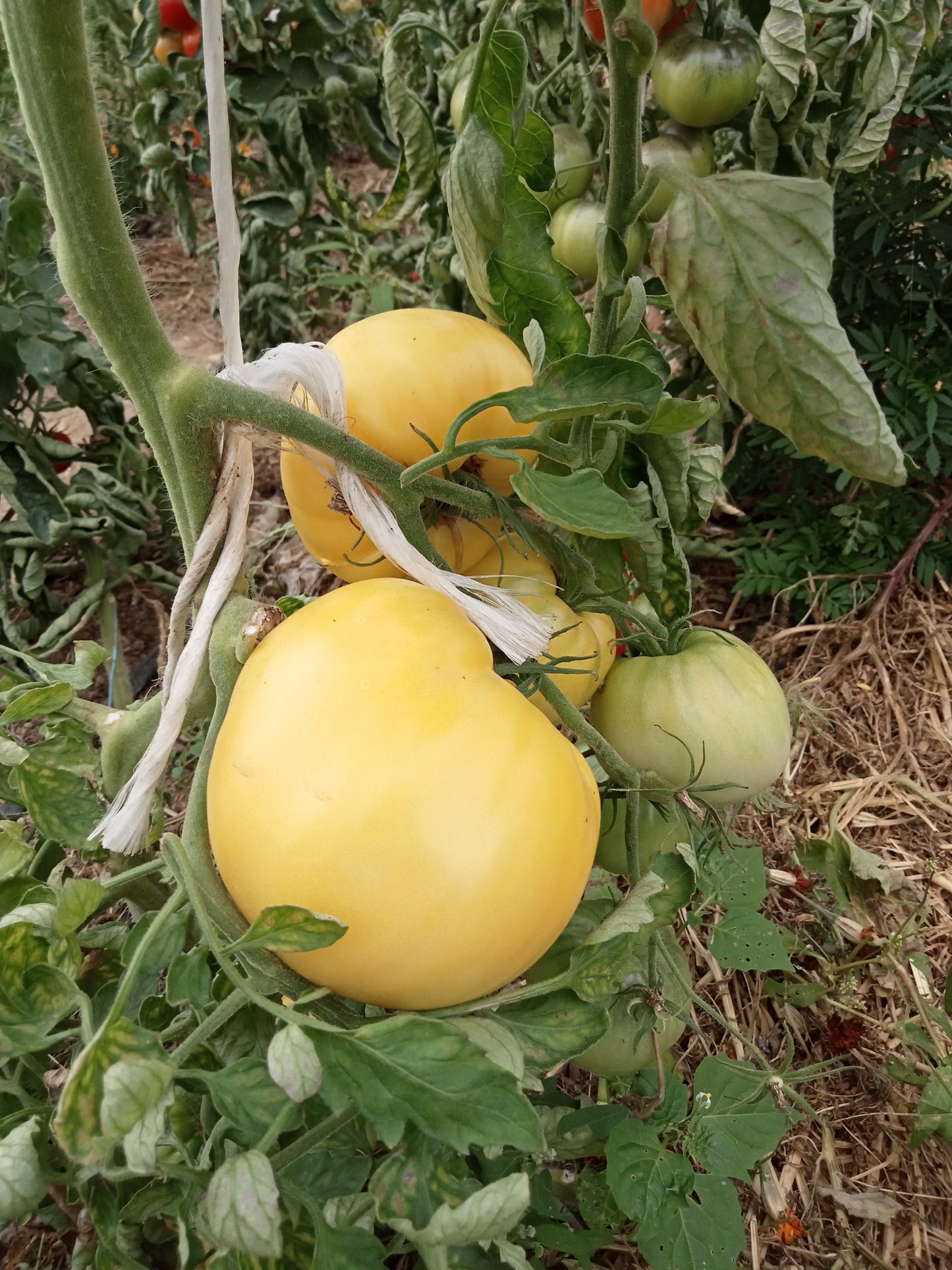 Tomate Coeur de boeuf blanc