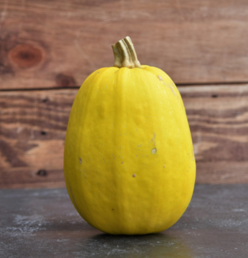 (Cucurbita pepo) Variété coureuse aux fruits ovo des à oblongs de couleur blanchâtre à jaunâtre à maturité. La chair est peu épaisse, jaune clair, donne après cuisson des filaments fermes que l'on consomme comme des spaghetti. Ceux- ci se préparent à la sauce tomate, en gratin, à la crème... Semis Avril-Mai