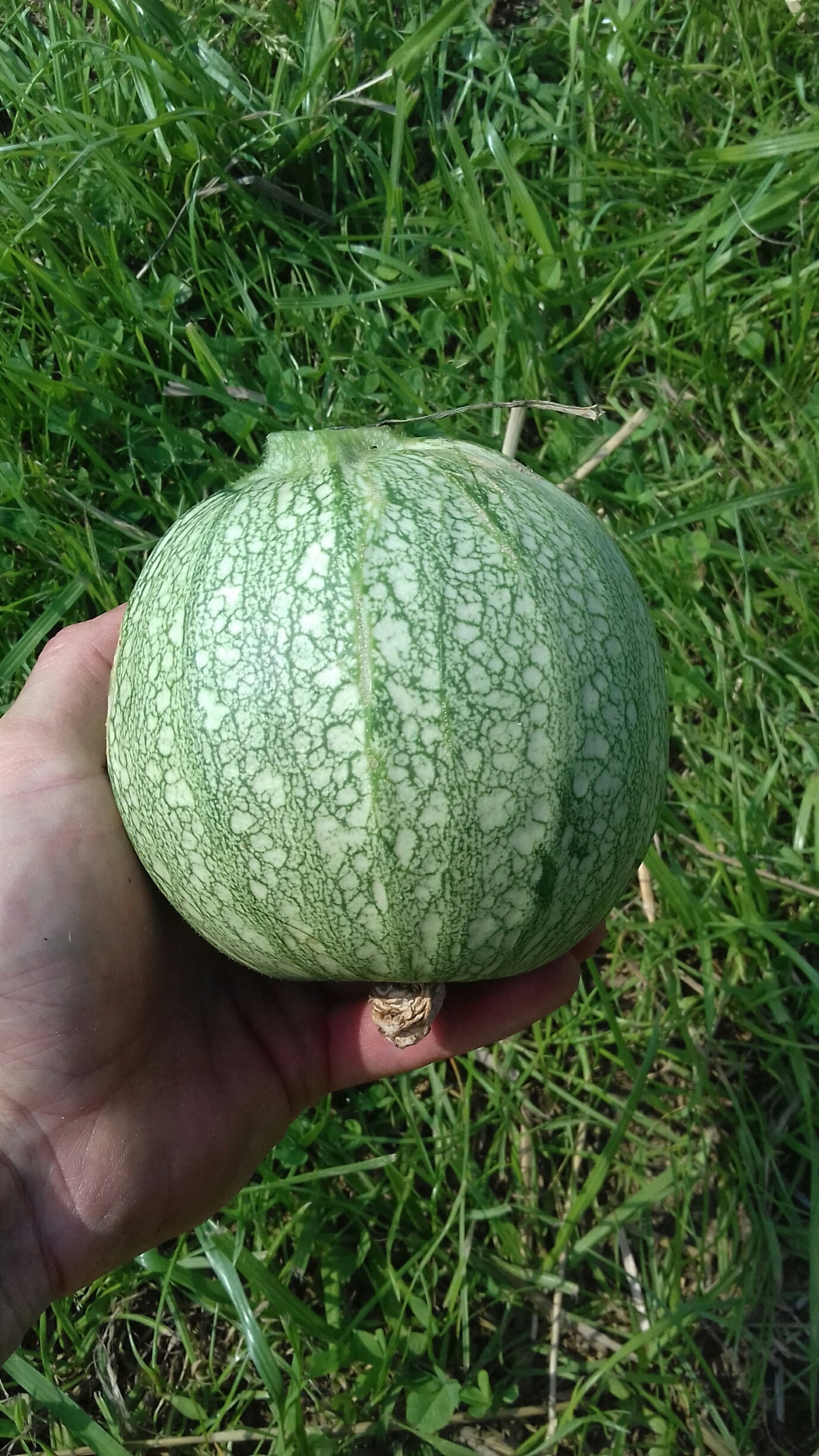 (Cucurbita Pepo) Variété très hâtive, non coureuse. Fruits sphériques. D'abord verts, mouchetés de fines taches vert pastel clair, ils deviennent jaunes à maturité. La chair est tendre, fondante et de fine saveur pour les jeunes fruits mais un peu fibreuse à maturité. Récolter à mi-développement.