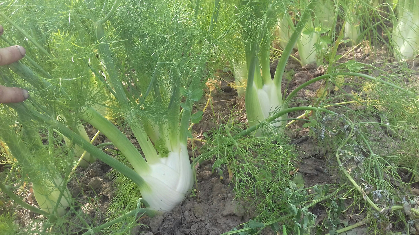 (Foeniculum vulgare) Variété précoce à gros bulbe sphérique, dense, tendre et très parfumé. Son feuillage est fin et très découpé. Il se déguste cru en salade ou braisé . Semis avril - mai