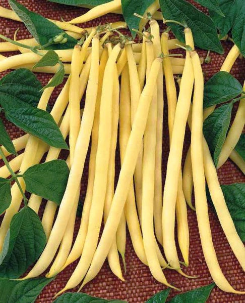 (Phaseolus vulgaris) Variété à grains noirs, productive, gousses longues, fines, de couleur jaune dorée et bien charnues. Très bonne saveur. A consommer frais. A récolter jeunes. Semis mai à juillet