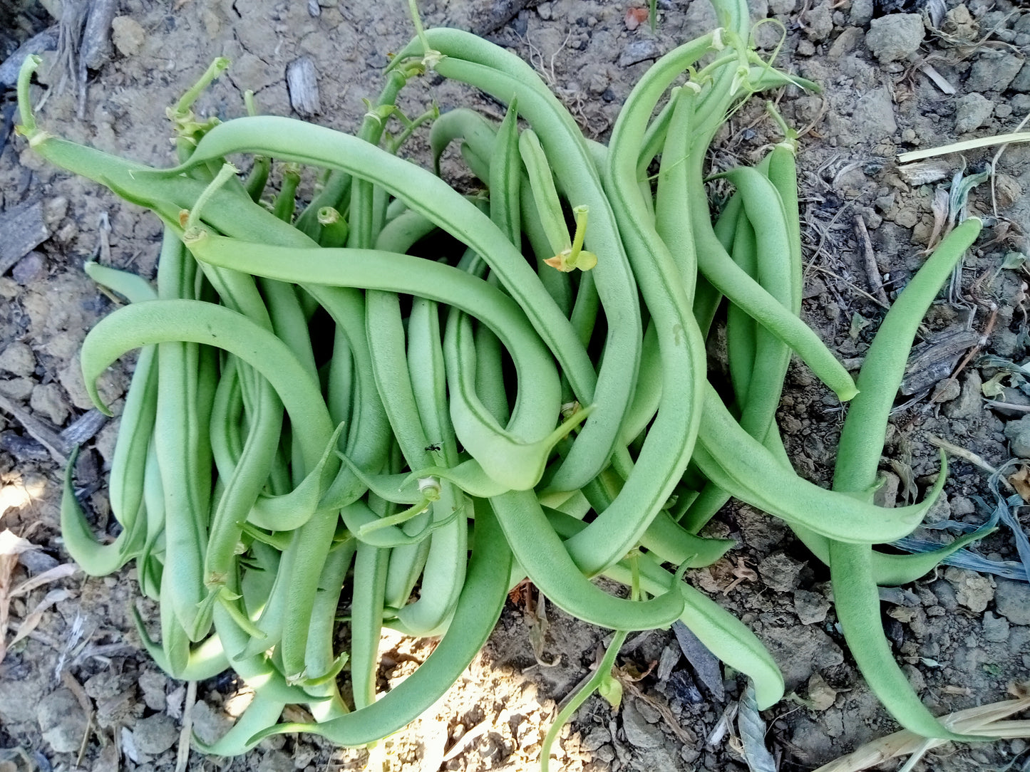 (Phaseolus vulgaris) Cette variété offre un très fort rendement, se récolte hâtivement. Cette variété peut se consommer fraîche ou en conserve et s'adapte parfaitement à la congélation. Semis mai à juillet