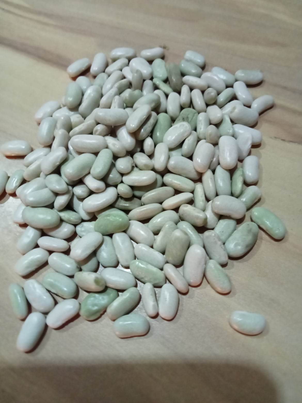 (Phaseolus vulgaris) Variété ancienne. Délicieux petits grains vert clair à consommer en sec ou demi-sec. Récolter avant complète maturité (début de la chute des feuilles) pour obtenir leur belle couleur verte et conserver leur fondant. Semis mai-juin