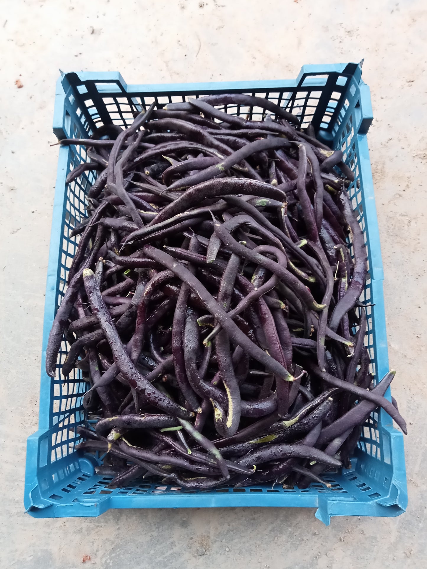 (Phaseolus vulgaris) Variété productive et précoce. Belles gousses violettes, longues de 25 cm, et très charnues. Excellente qualité gustative. Sans fils. Grain blanc. Semis mai-juin