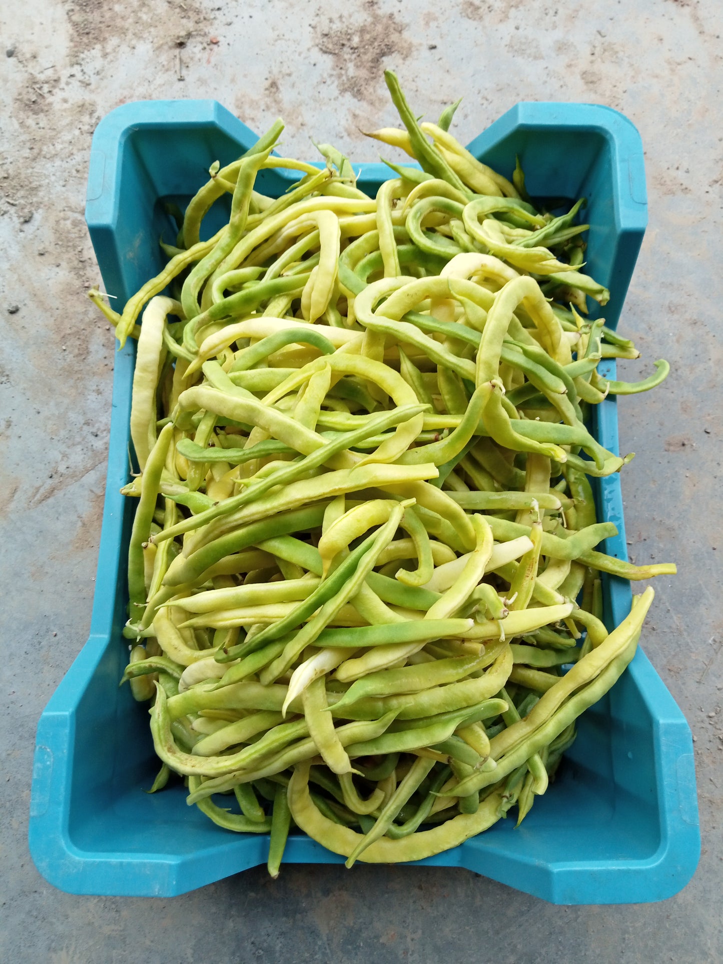 (Phaseolus vulgaris) Variété de haricot beurre, mi-précoce et vigoureuse. Longues gousses jaunes, charnues. Sans fil. Semis mai - juin