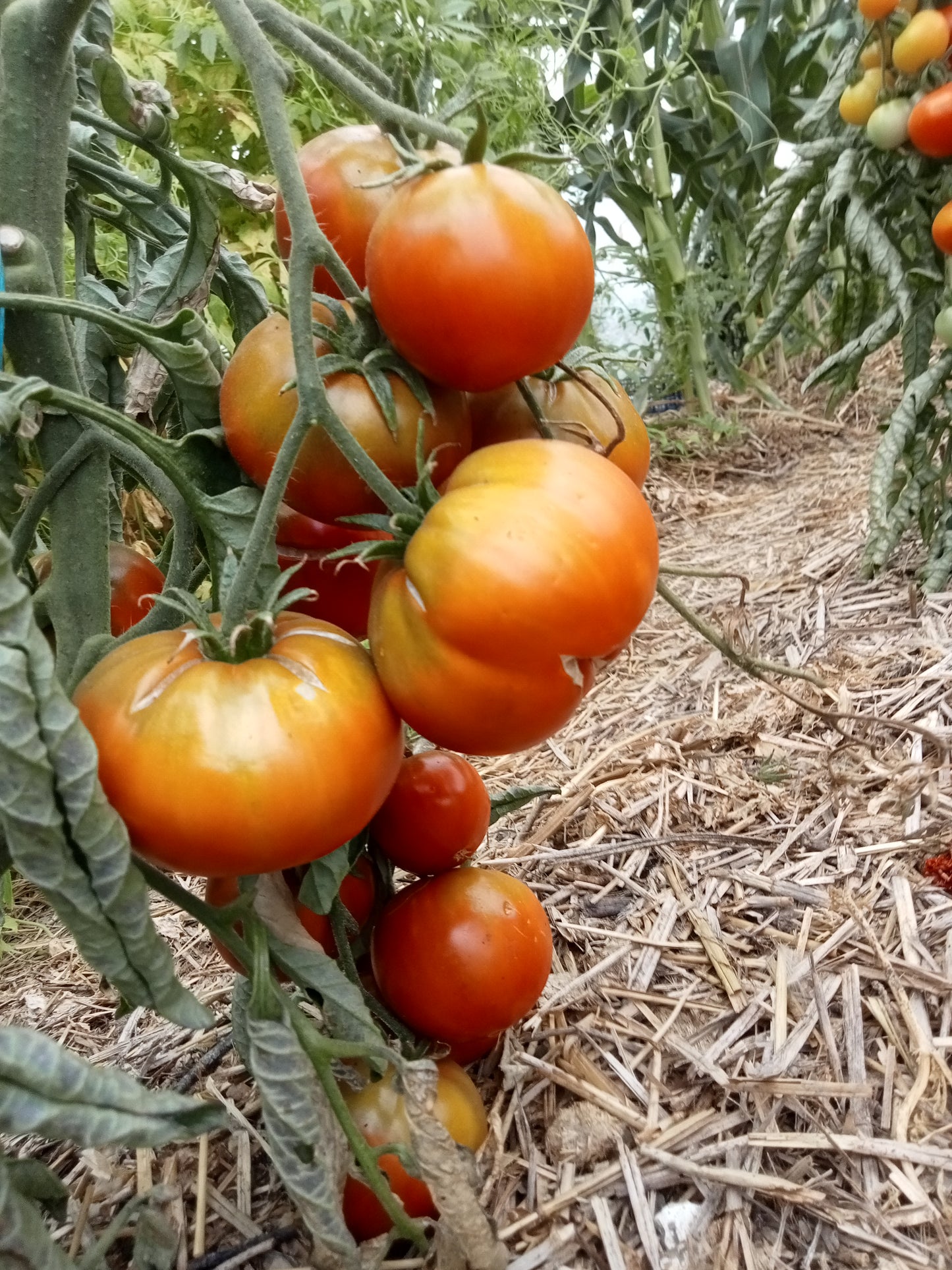 Tomate ID Special Ctex