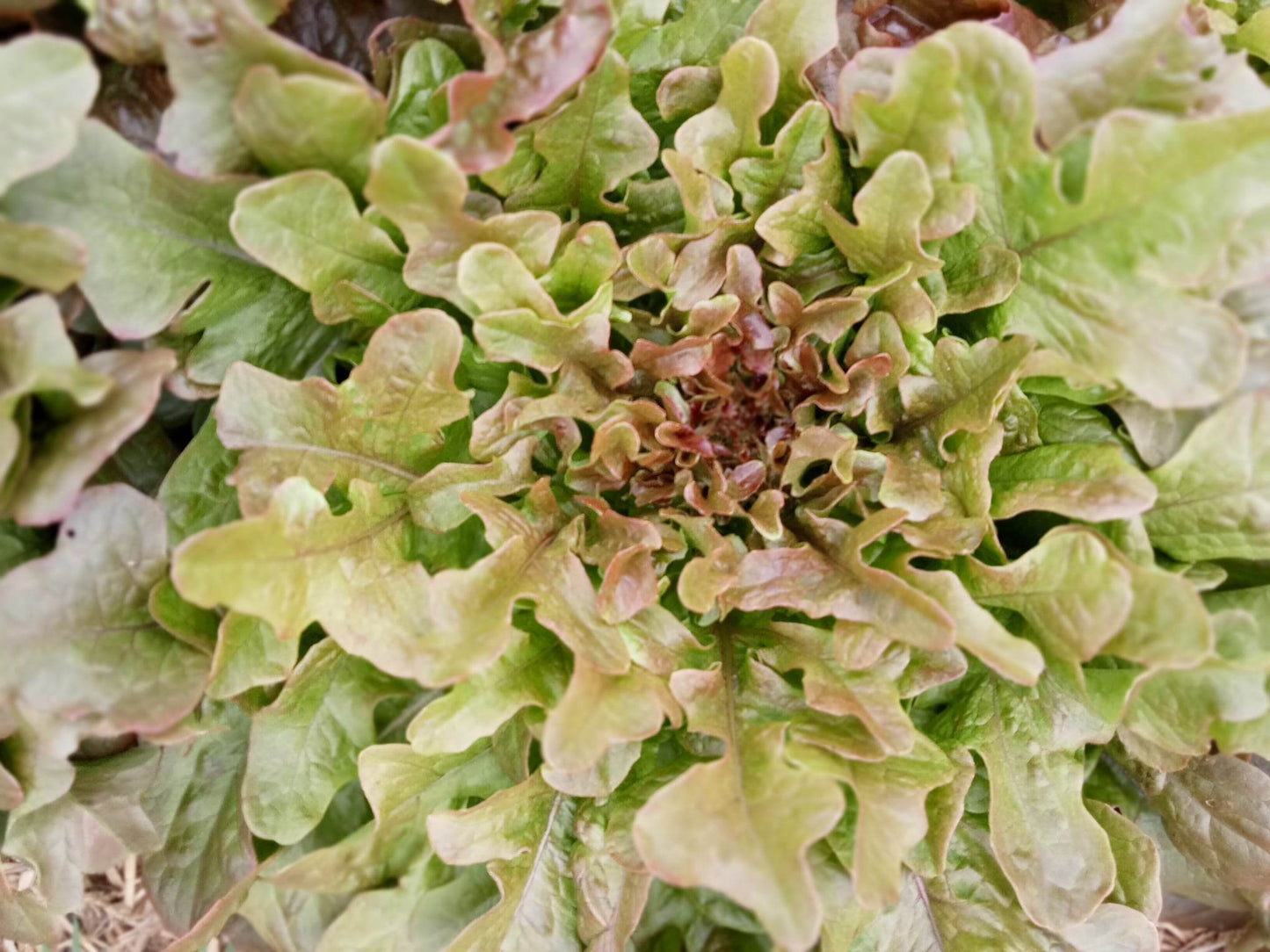 (Lactuca sativa) Variété à feuilles découpées en forme de feuilles de chêne. Cette variété forme une rosette de feuilles assez dense. Elle peut être cultivée du printemps jusqu'en automne. Semis Mars à Juin