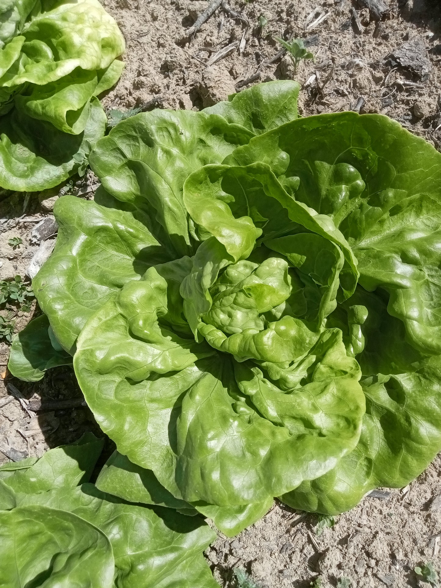 (Lactuca sativa) Ancienne variété résistante à la chaleur et lente à monter en graines. Belle pomme d'un vert blond, bien ferme. Semis avril à août