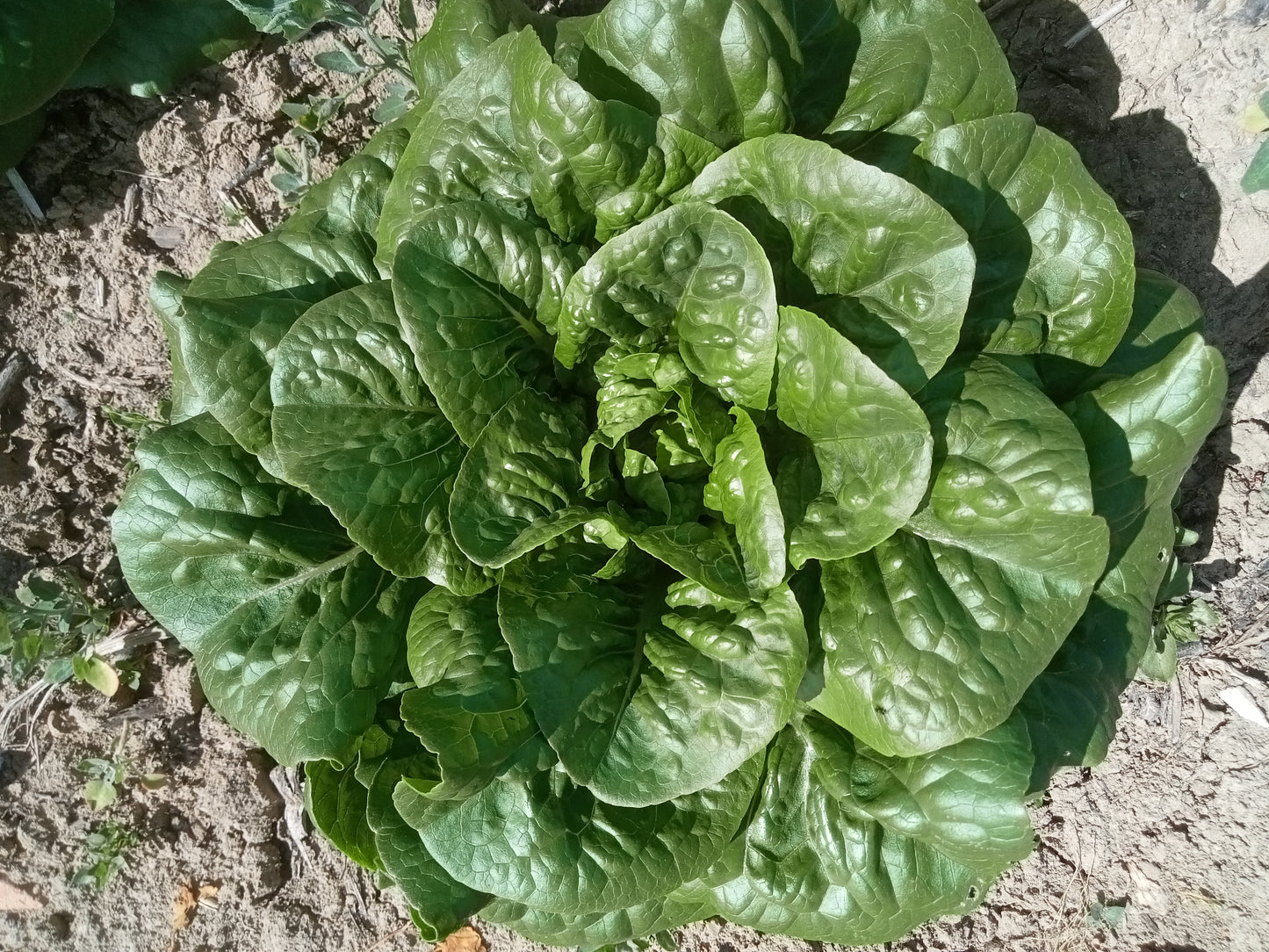 (Lactuca sativa) Une romaine avec un beau chicon ferme aux feuilles croquantes et tendres, vigoureuse et insensible aux maladies. Semis Printemps et Automne