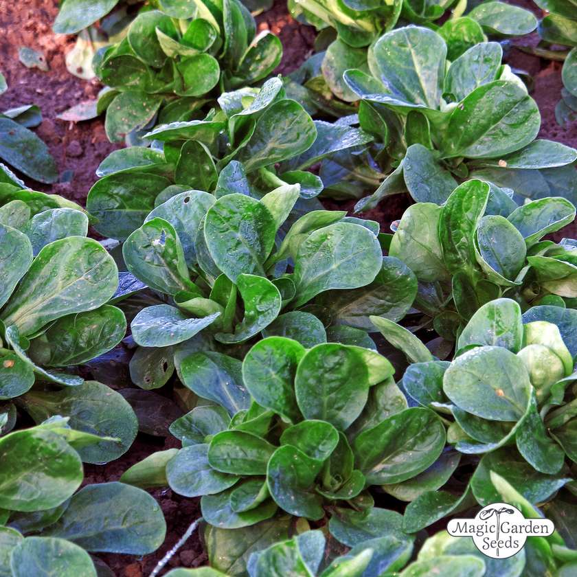 (Valerianella locusta) Feuilles lisses, arrondies d"un vert intense. Forme une rosette compacte au coeur bien rempli. Rustique. Semis août à octobre