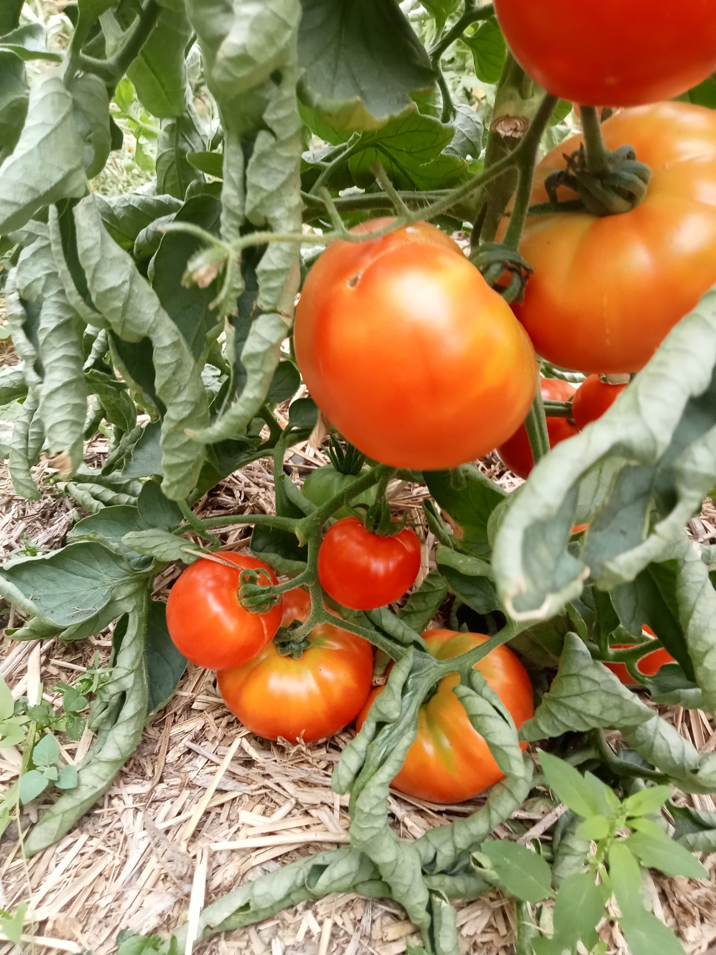 Tomate Marmande