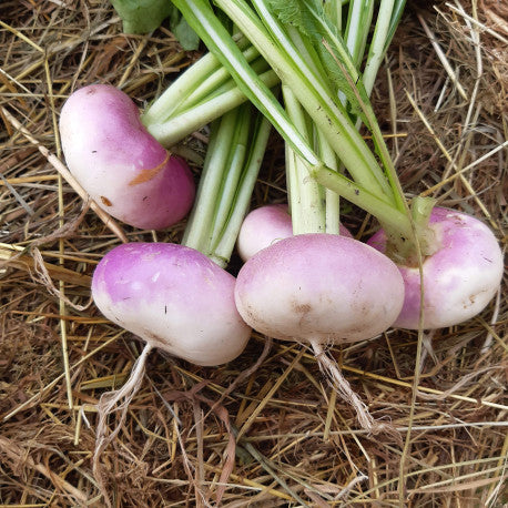 (Brassica rapa) Une plante potagère bisannuelle herbacée de 25 à 30 cm. Elle est cultivée pour sa racine ronde, légèrement aplatie, de couleur blanche marquée de rose au collet. Sa chair ferme et sucrée est utilisée crue ou cuite dans de nombreux plats. Semis février à avril et de juillet à août pour une récolte deux mois plus tard. Semis Printemps et Automne