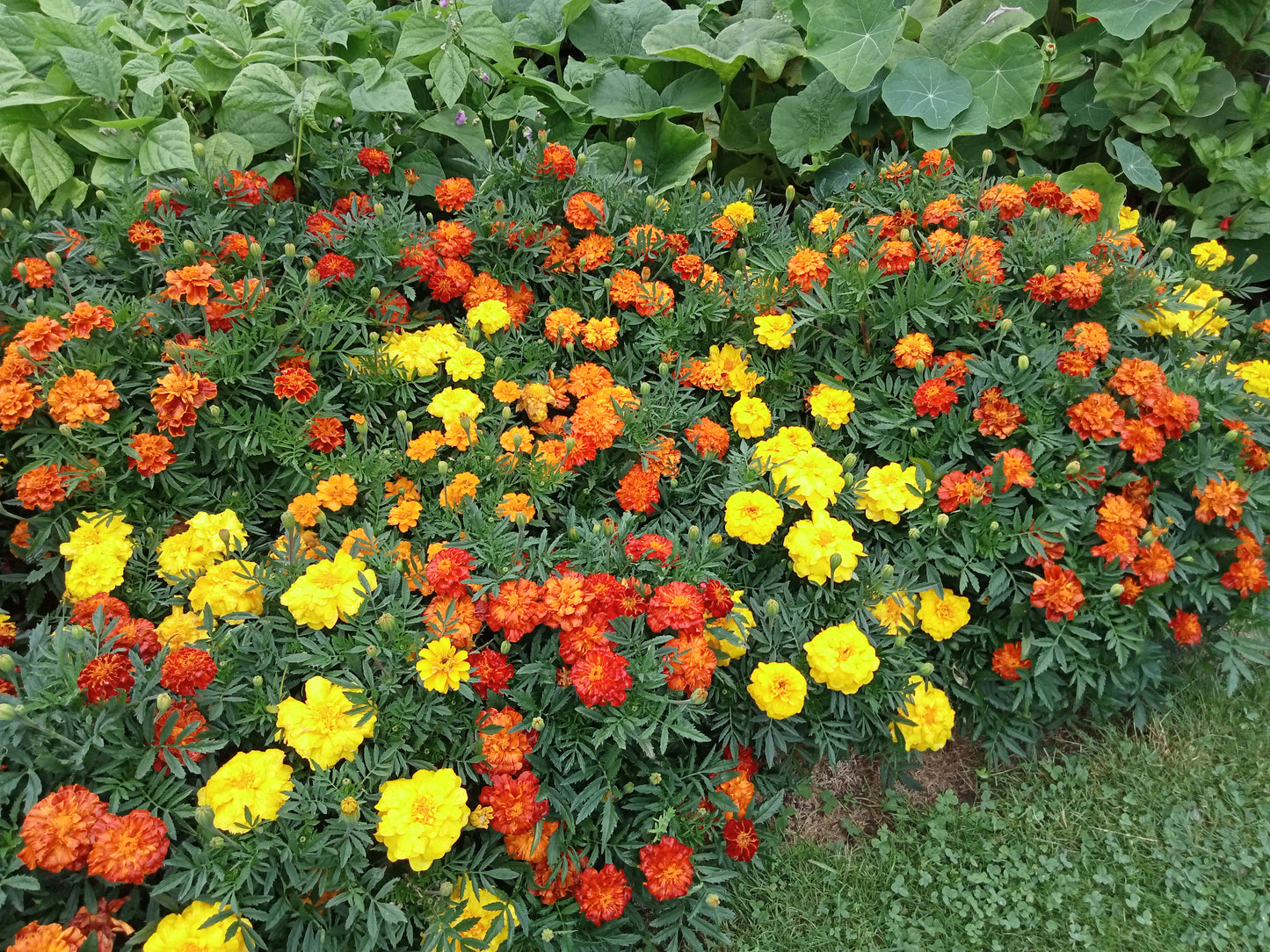 (Tagetes patula) Variété sauvage et nématicide, très utilisée au potager grâce à la substance qu'elle sécrète pour empêcher le développement des nématodes. Une fois fauché et enfoui, l'œillet est également un améliorant qui apporte au sol de la matière organique. Semis mars à avril