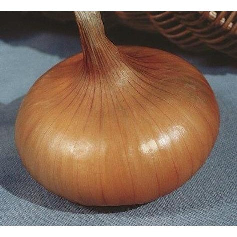 (Allium cepa) L'oignon jaune paille des vertus est une variété ancienne rustique et très productive qui donne des gros bulbes jaunes, plats et épais de bonne conservation. Semis Mars