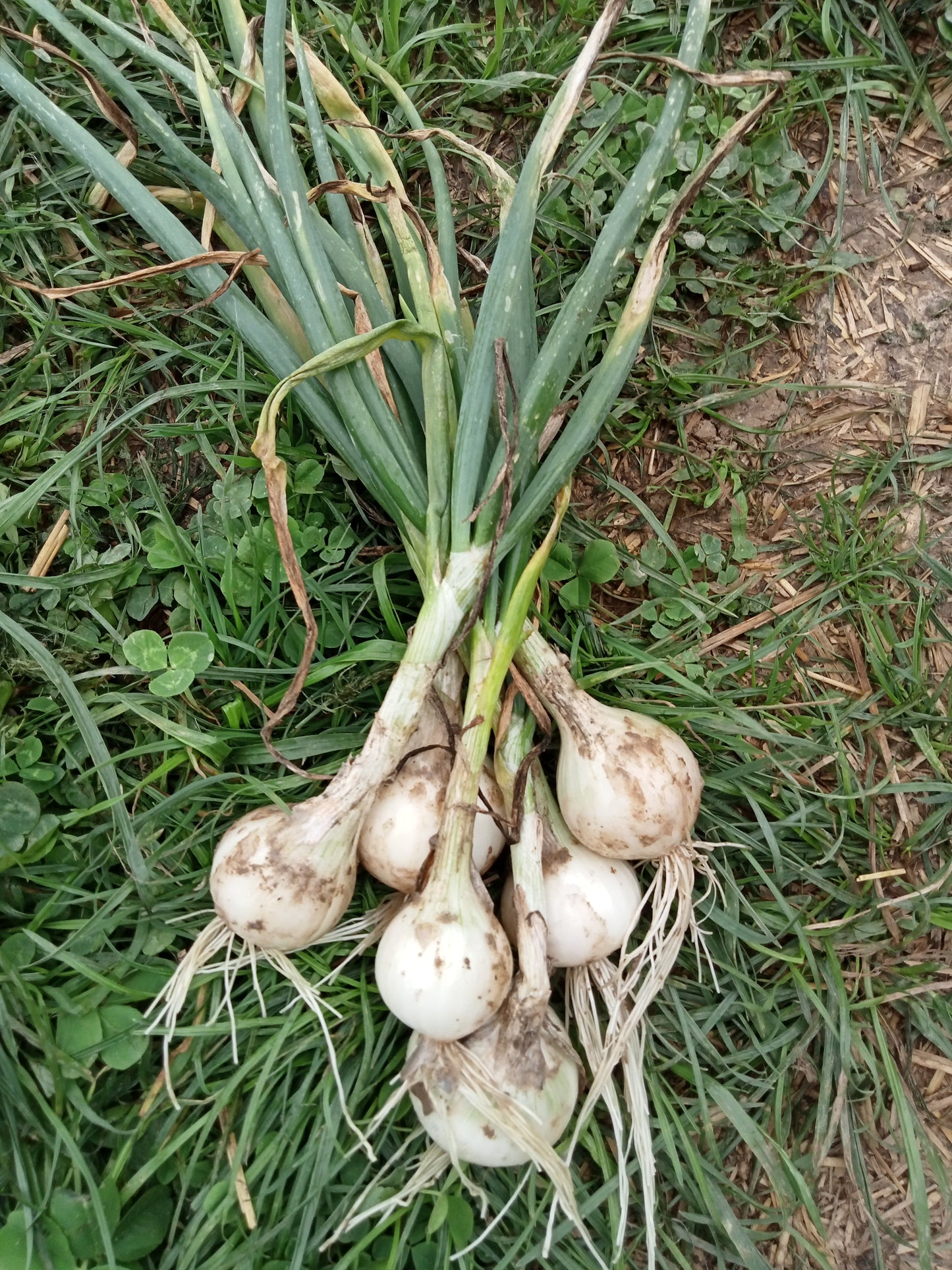 (Allium cepa) L'oignon blanc Snowball est une variété tardive produisant des bulbes ronds blancs de très bonne saveur. Semis Mars
