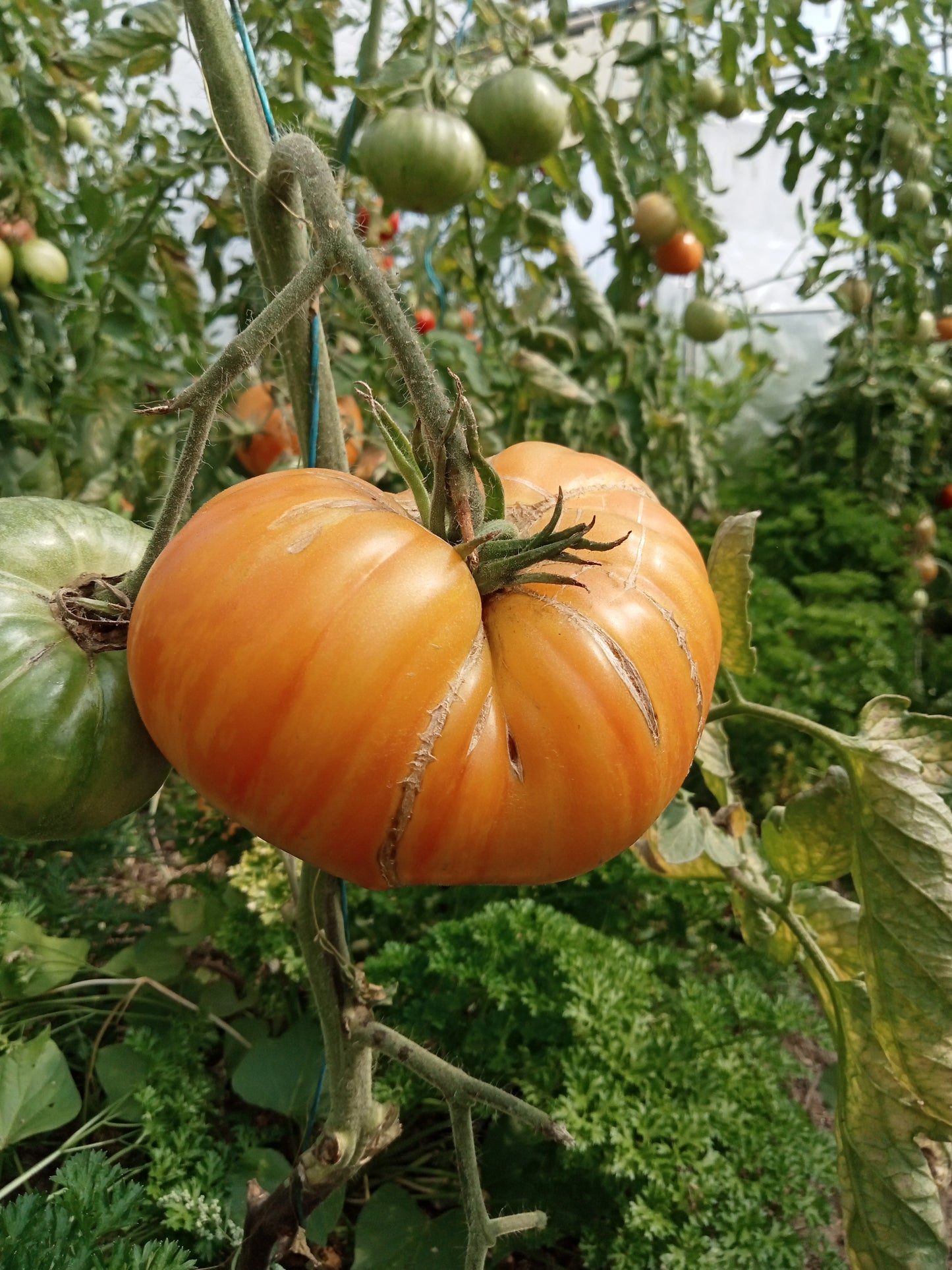 Tomate Orange zébrée (type ananas)