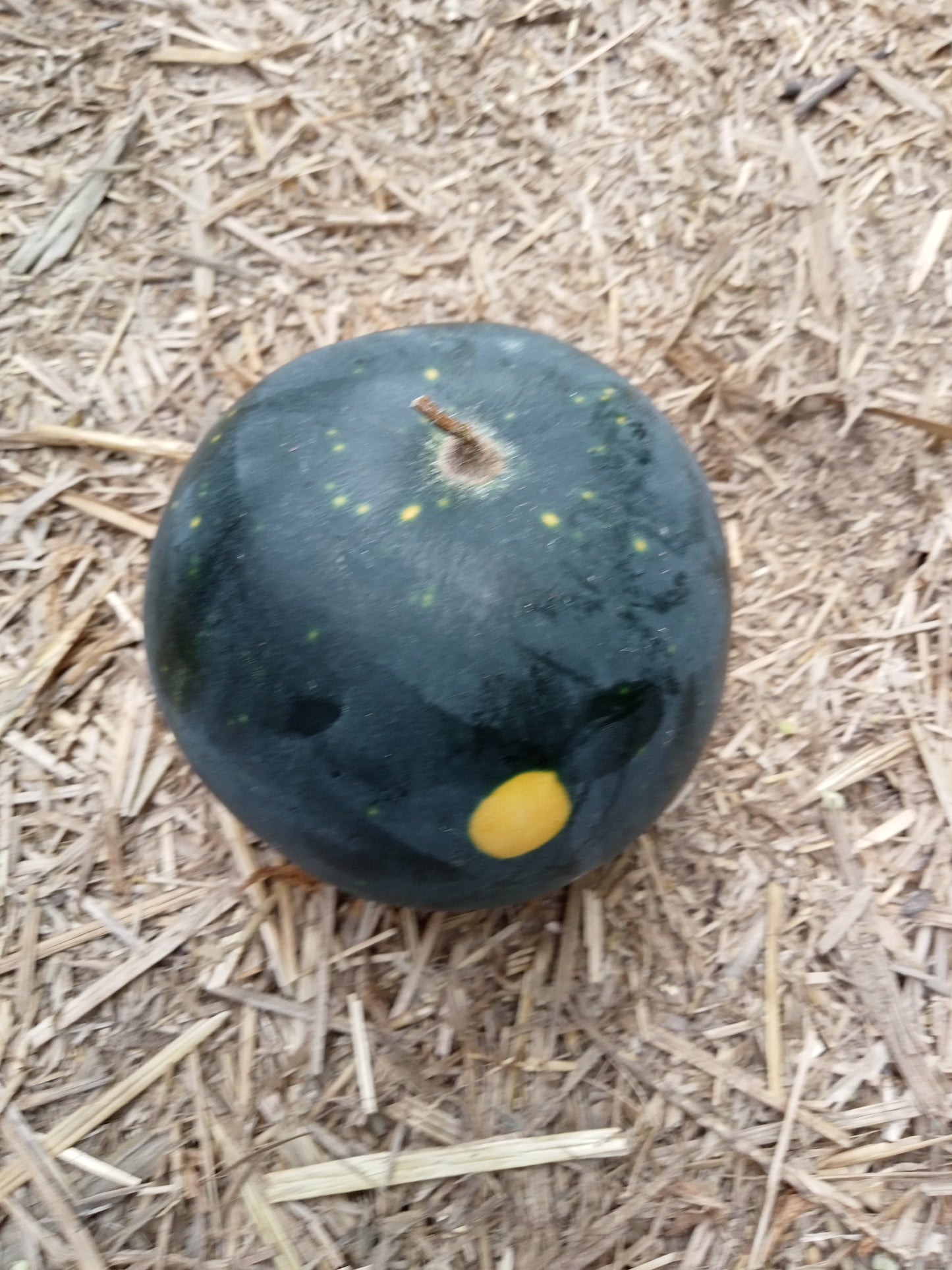 (Citrullus lanatus) Variété aux formes assez variées mais toujours avec un épiderme vert présentant des points jaunes plus ou moins gros donnant une trame comparable à un ciel étoilé. Excellente chair juteuse, rouge, verte ou jaune suivant les fruits. Très décorative également. Semis Avril - Mai