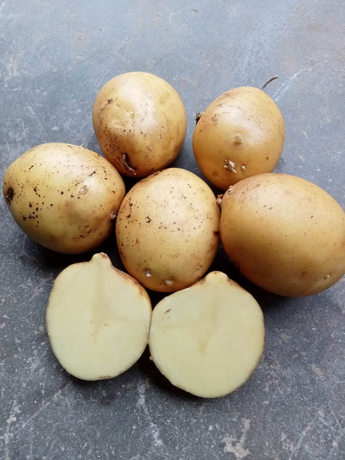 Pomme de terre Artémis