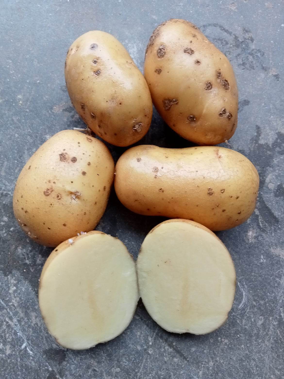 Pomme de terre Bintje