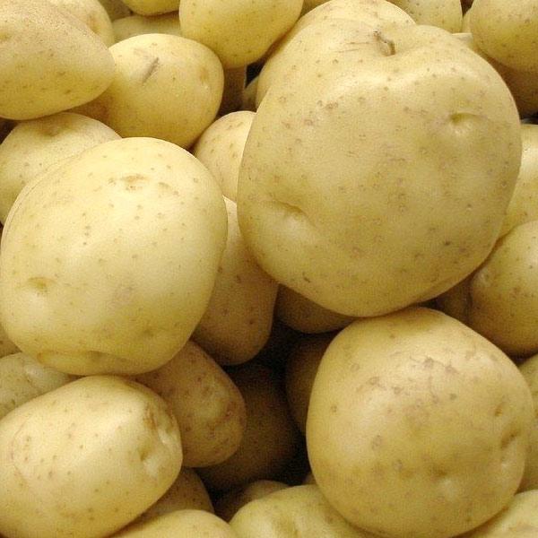 Pomme de terre Blanche
