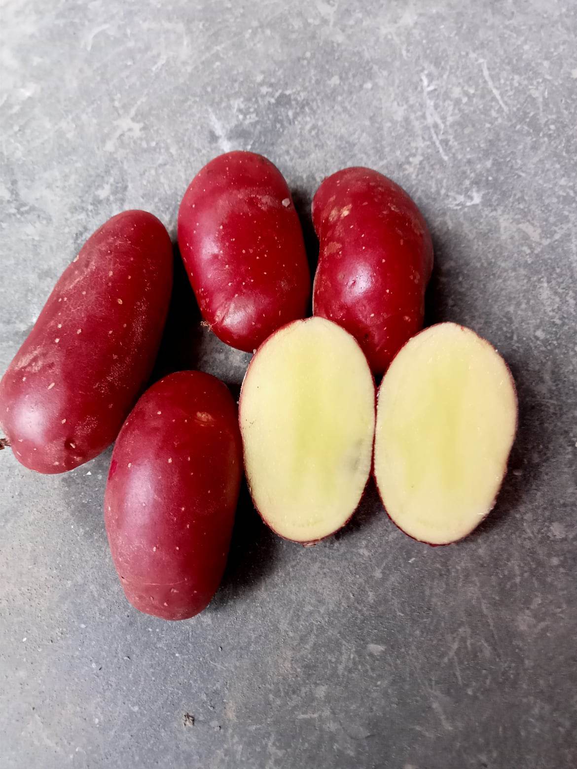 Pomme de terre Cheyenne
