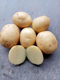 Pomme de terre Clairette
