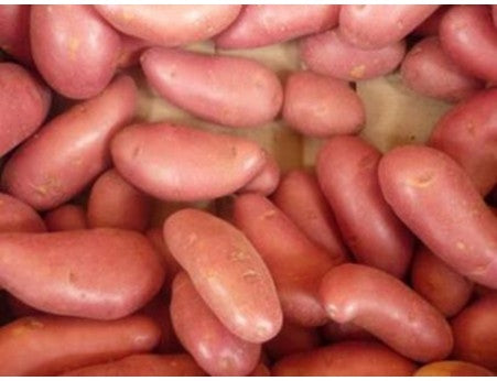 Pomme de terre Franceline