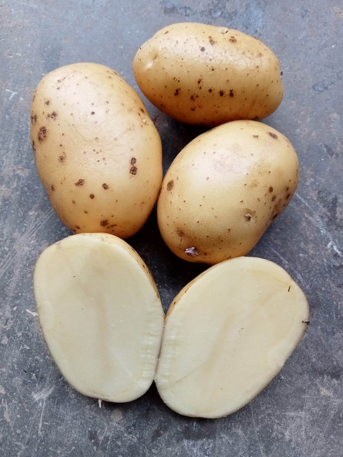 Pomme de terre Monalisa