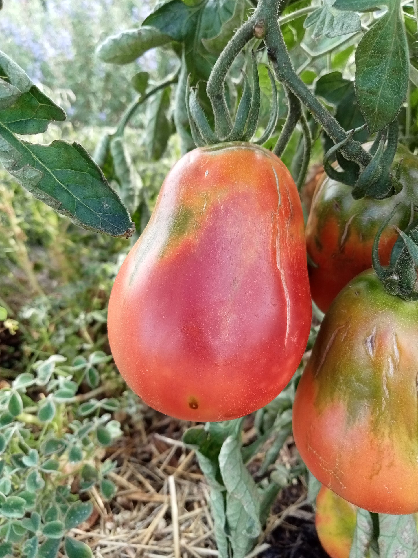 Tomate New Zealand Pear