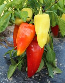 (Capsicum Annuum) Variété de poivron doux, précoce et très productif. Ses fruits longs et pointus sont blanc-jaune clair et virent au rouge à maturité. La chair est épaisse et sucrée. On le consomme cru en salade ou cuit dans la célèbre ratatouille ou en grillades. Semis février à mi-mars