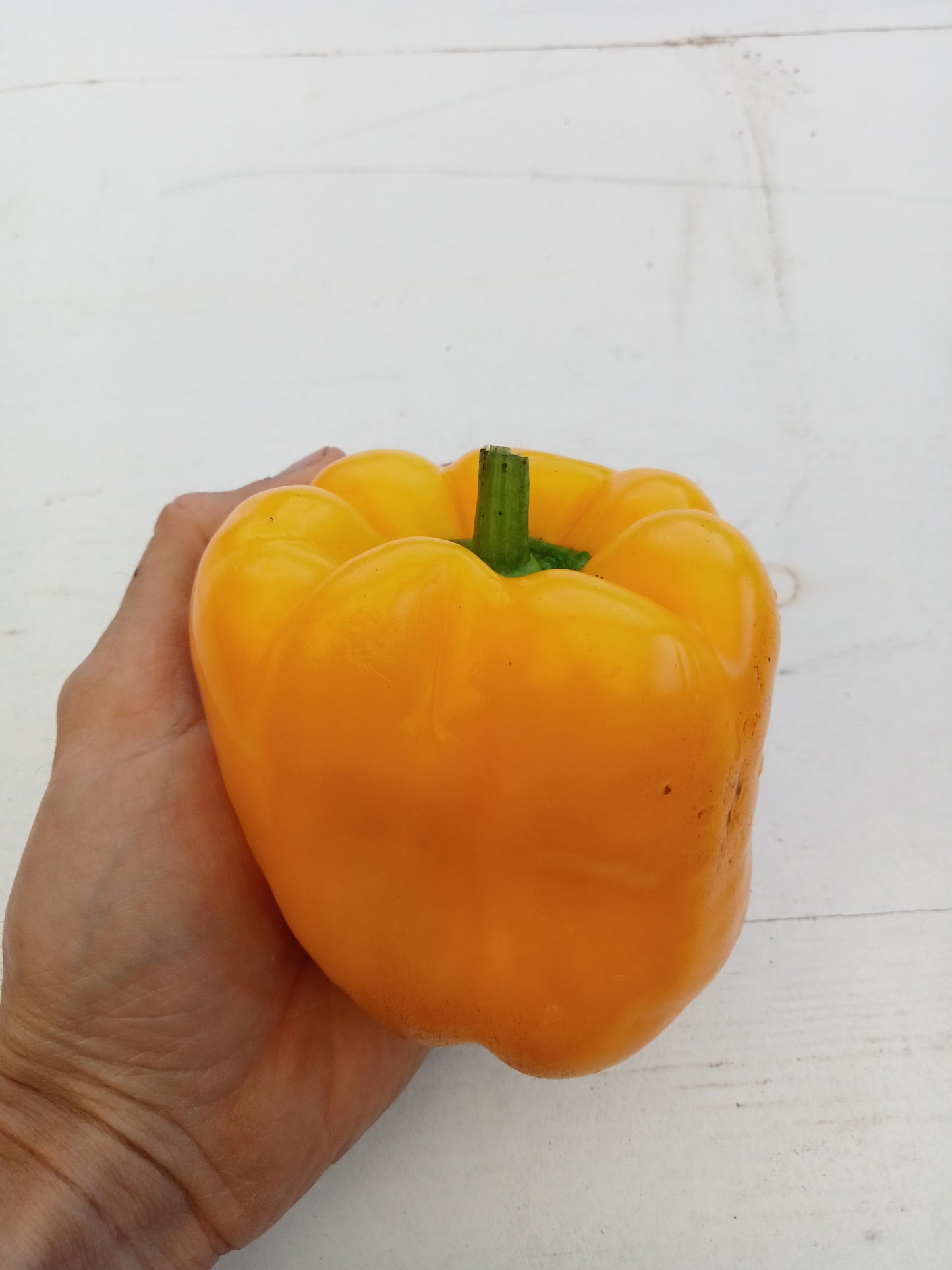(Capsicum Annuum) Sélection de Reinsaat à croissance rapide et de bonne productivité. Les gros fruits carrés allongés passent du vert au jaune foncé à maturité. Pour la culture sous abris ou en plein champ pour les climats doux. Semis février à mi-mars