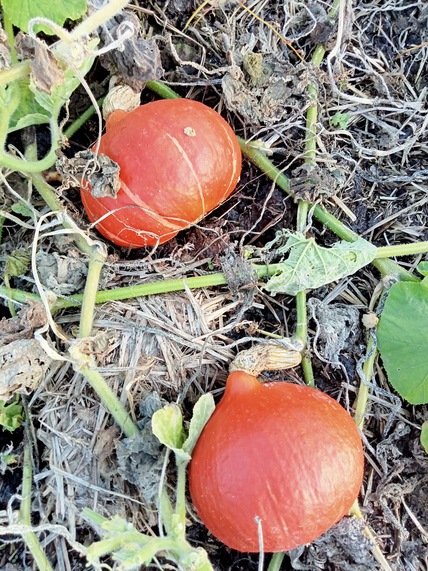 Potimarron Angelique