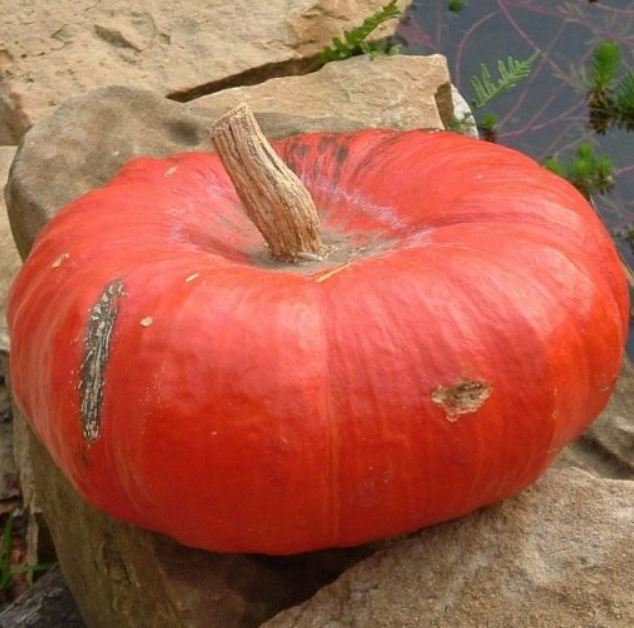 Potiron rouge vif d'Etampes