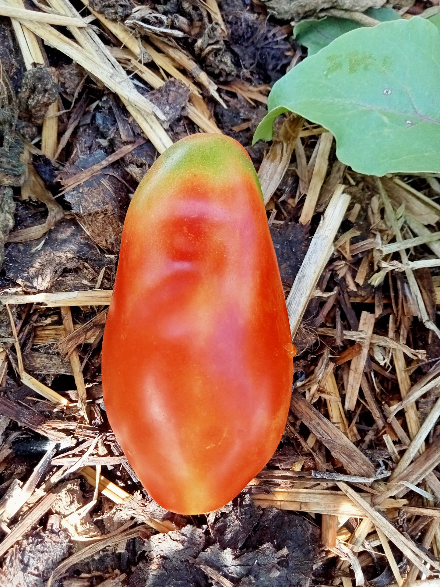 Tomate San Marzano