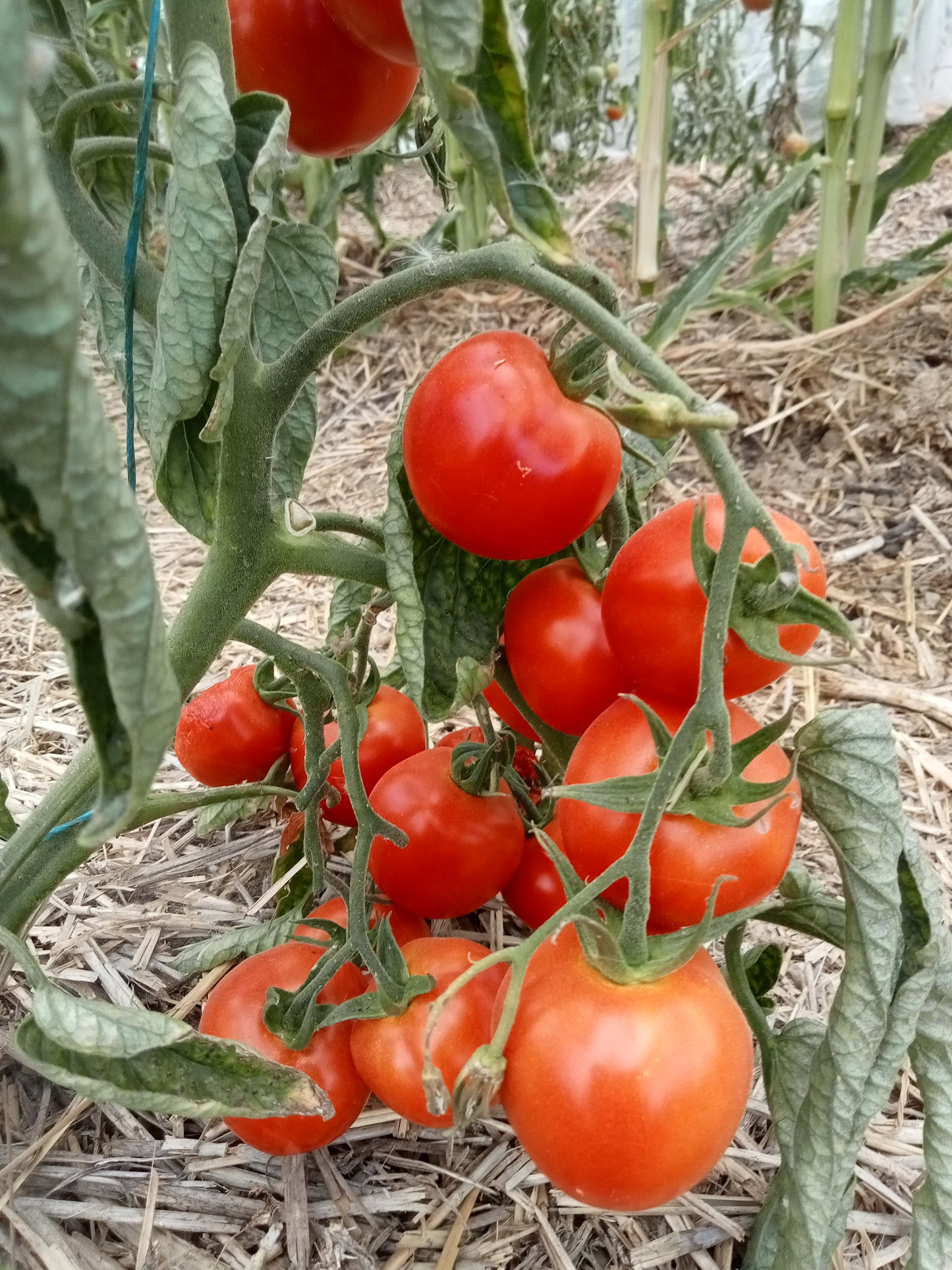 Tomate Sibérian