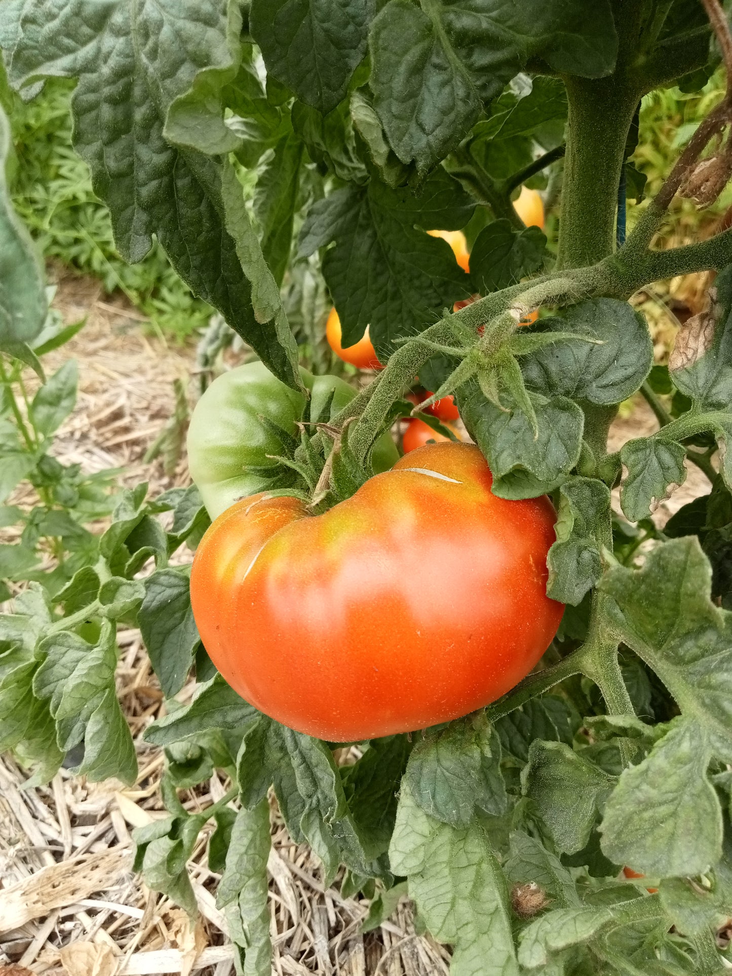 Tomate Tasmanian Chocolate