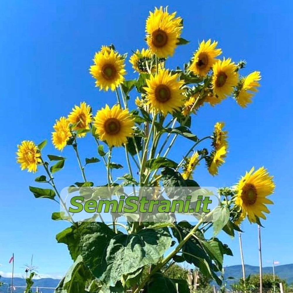 Tournesol Multifleurs