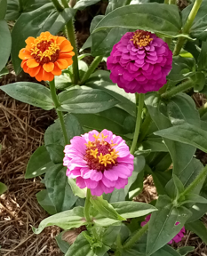 (Zinnia elegans) Variétés à petites fleurs extra doubles. Les tiges rigides en font une plante de premier choix pour la confection des petits bouquets. Semis mars-mai
