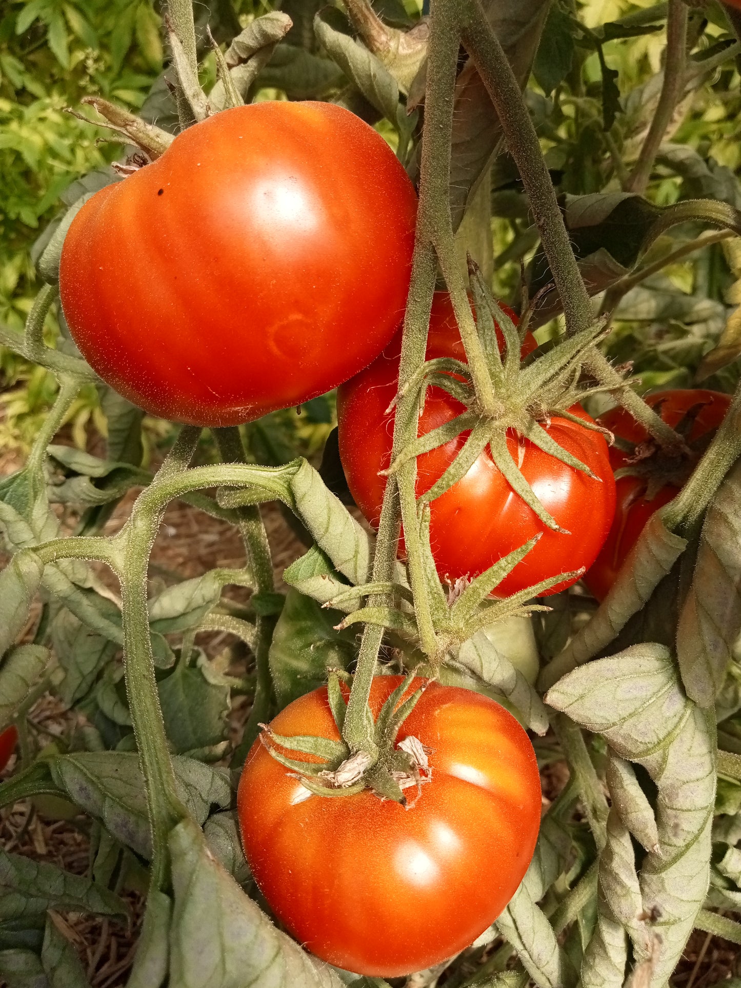 Tomate Brutus