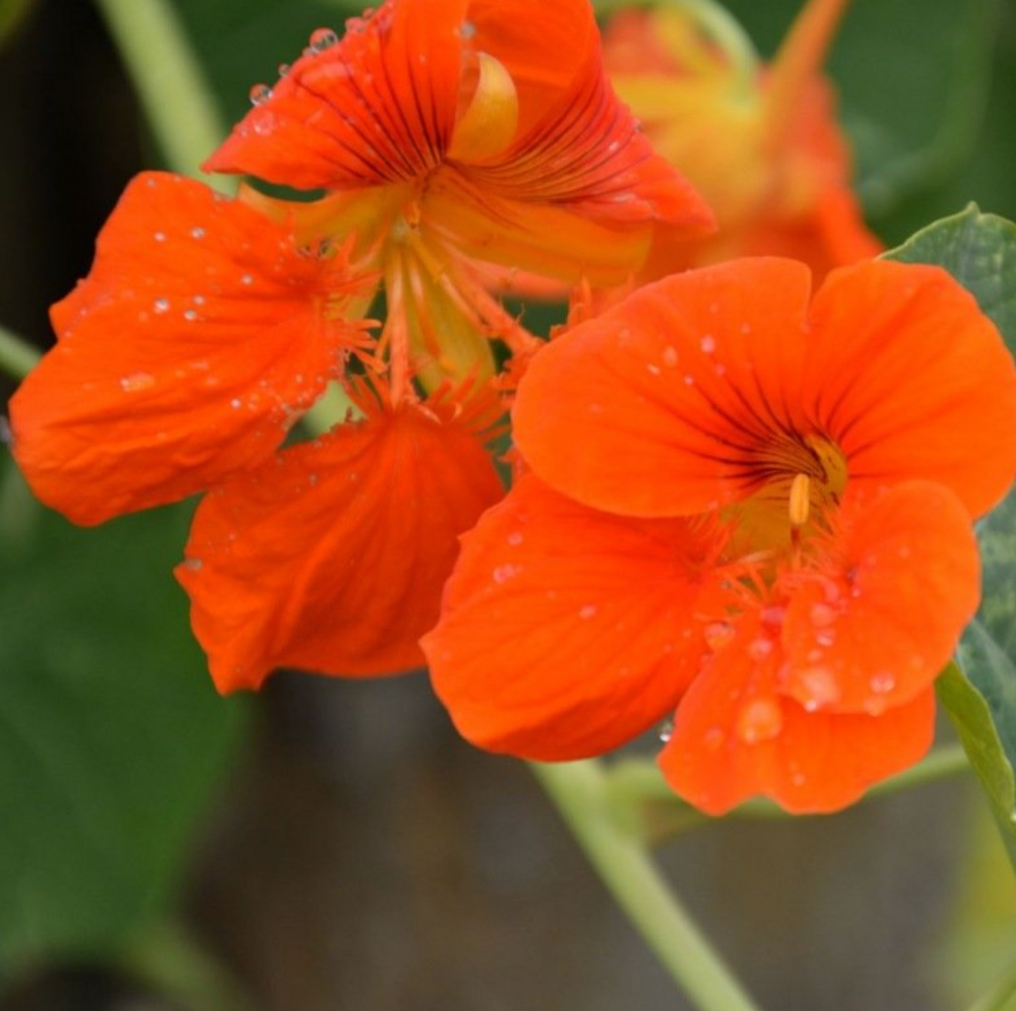 (Tropaeolum majus) Variété rampante à grandes fleurs, comestibles, jaunes, orange et rouges. Les jeunes fruits et les feuilles (riches en vitamine C) sont commestibles. Bonne plante compagne. Croissance rapide. À placer aux pieds des fruitiers et aux abords du potager ! Hauteur : 30 cm Semis avril à juin