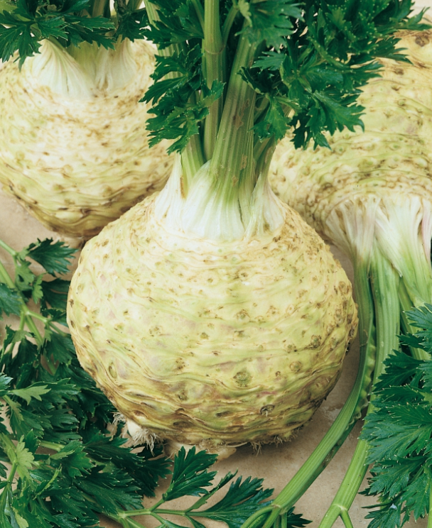 (Apium graveolens) Cette très ancienne variété précoce offre des raves géantes, rondes et blanches, dont la chair ferme et croquante est très aromatique. Elles sont de bonne conservation. Le feuillage est assez haut et vert foncé. Cette variété est peu sensible à la rouille. Semis Février à Mai