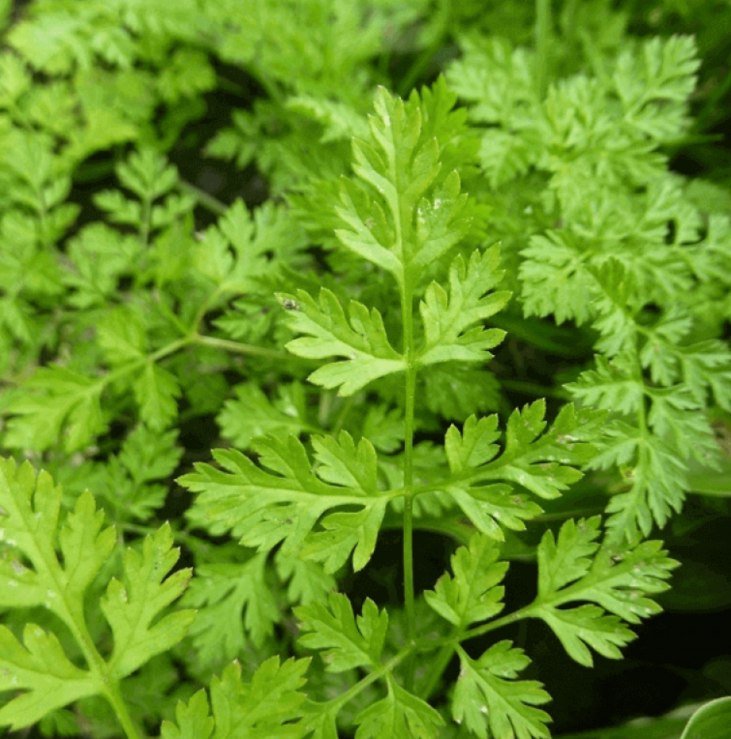 (Anthriscus cerefolium) Feuillage léger, très découpé d'un vert blond. Tiges fines. Goût fin, très aromatique. Délicieux comme condiment, à utiliser cru de préférence pour garder tout son arôme. Semis: Mars à Septembre