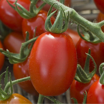 Tomate Cerise Coeur de Pigeon